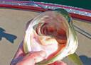 Filename=bigmouth2.jpg
Filesize=830KiB
Dimensions=1220x879
Date added=Sep 28, 2014 bigmouth2.jpg